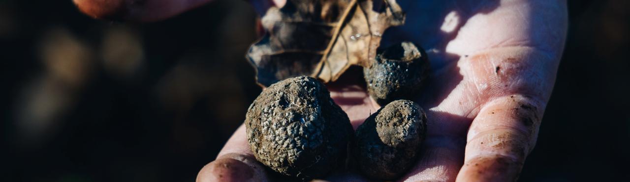 IL TARTUFO NERO PREGIATO DEL CUNEESE